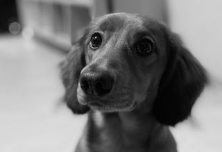 Teaser Tiergestützte Therapie mit dem Hund